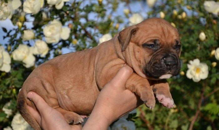 Her nev it satışı,Bakıda ve zakaza mumkundi.Her cinsin öz giymeti var