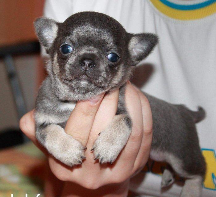 Her nev it satışı,Bakıda ve zakaza mumkundi.Her cinsin öz giymeti var