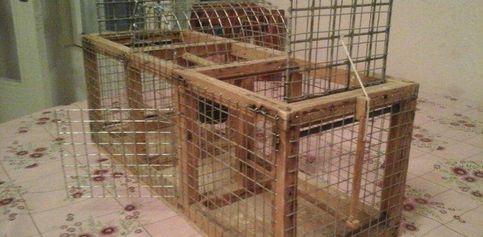 Bülbül və ya kiçik ölçülü quşlar tutmaq üçün tələ satıram. İki tərəfi