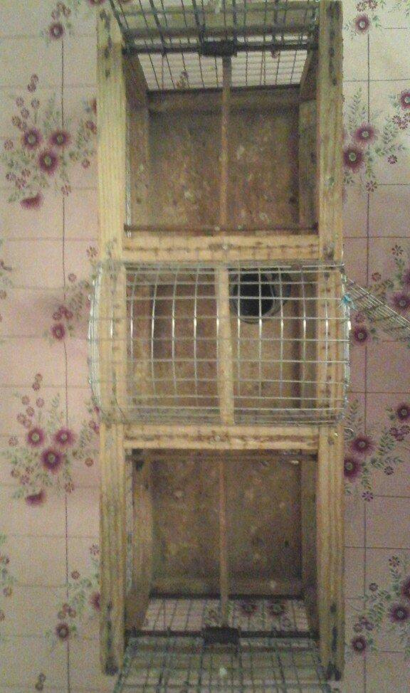 Bülbül və ya kiçik ölçülü quşlar tutmaq üçün tələ satıram. İki tərəfi