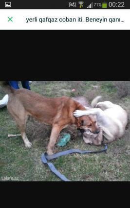 Yerli qafqaz coban iti. 3yaşı var. Hem döyüş hem qapı itidi. Beneyin q