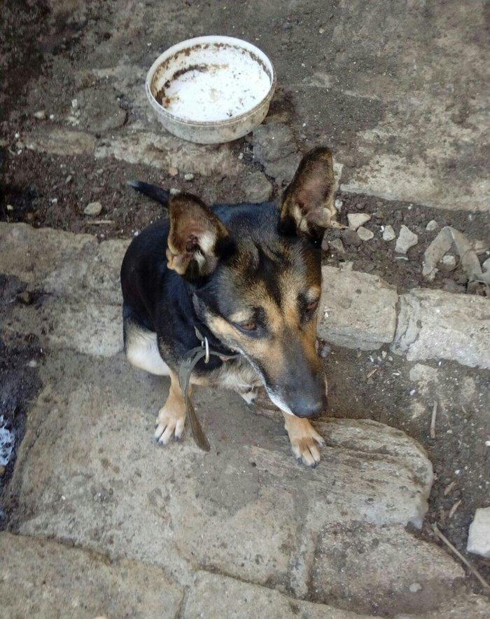 Afçarka satılır. Dil bilir. Iynəsi vurulub. Qiyməti 200 reyal alıcı na