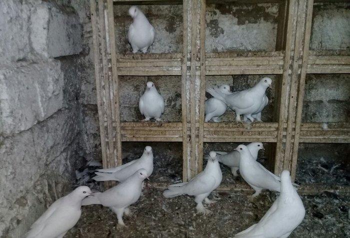 satilir 12 dene ag 12 13 tukler badam lelekler 50 manata 12 denesi