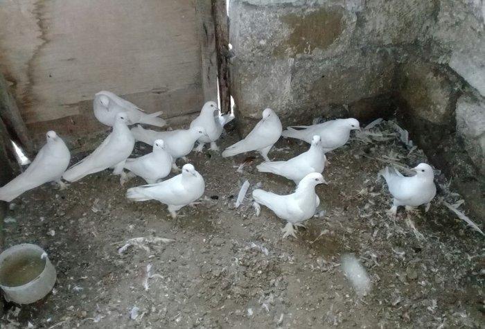 satilir 12 dene ag 12 13 tukler badam lelekler 50 manata 12 denesi