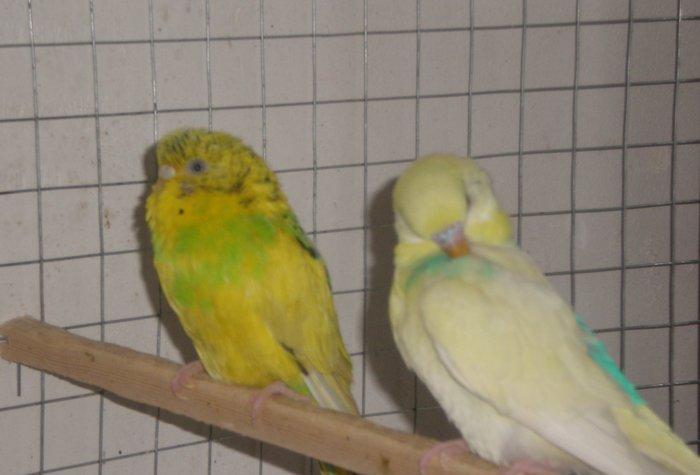 Salam hazir cut satilir. Iki defe bala verib birinci defe 5 bala