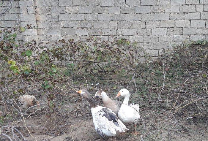 Salam 3dene Qaz Satram.2si rus qazdir erkek,dişi obri adi qazdir Razi