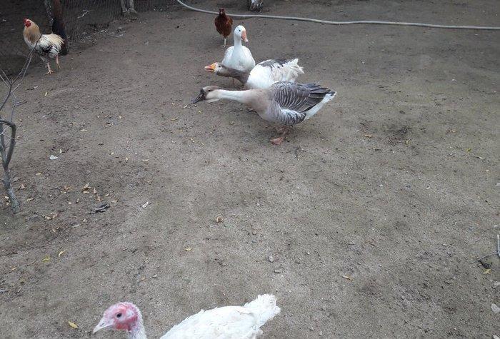 Salam 3dene Qaz Satram.2si rus qazdir erkek,dişi obri adi qazdir Razi