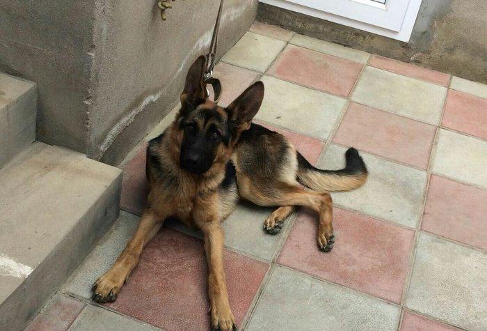 temiz alman afcarkasidi imkan olmadigi ucun satiram 7 ayliqdi butun iy