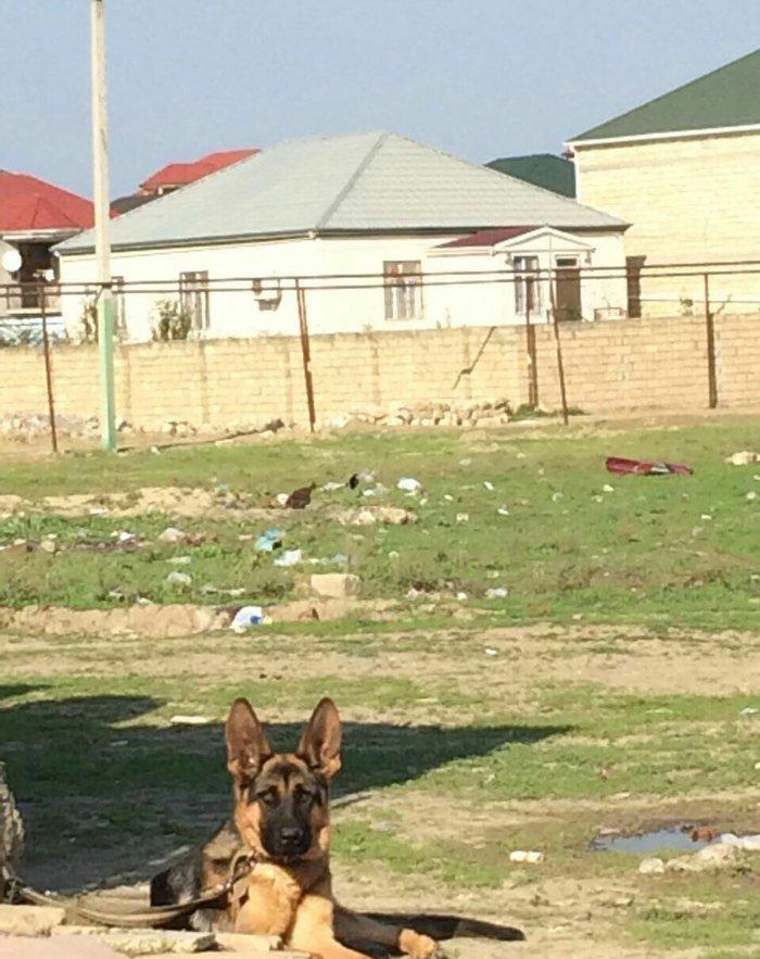 temiz alman afcarkasidi imkan olmadigi ucun satiram 7 ayliqdi butun iy