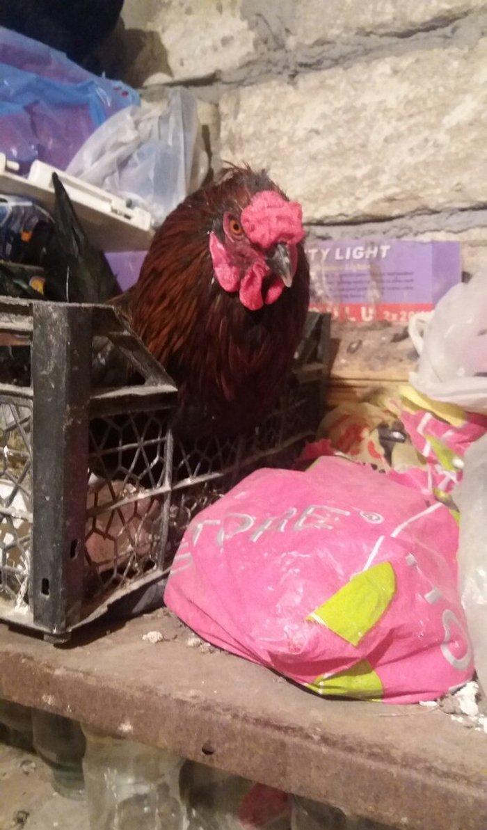 Sumatra sortudur  satıram ferenin biri yimurtlayır tam sağlamdır faran