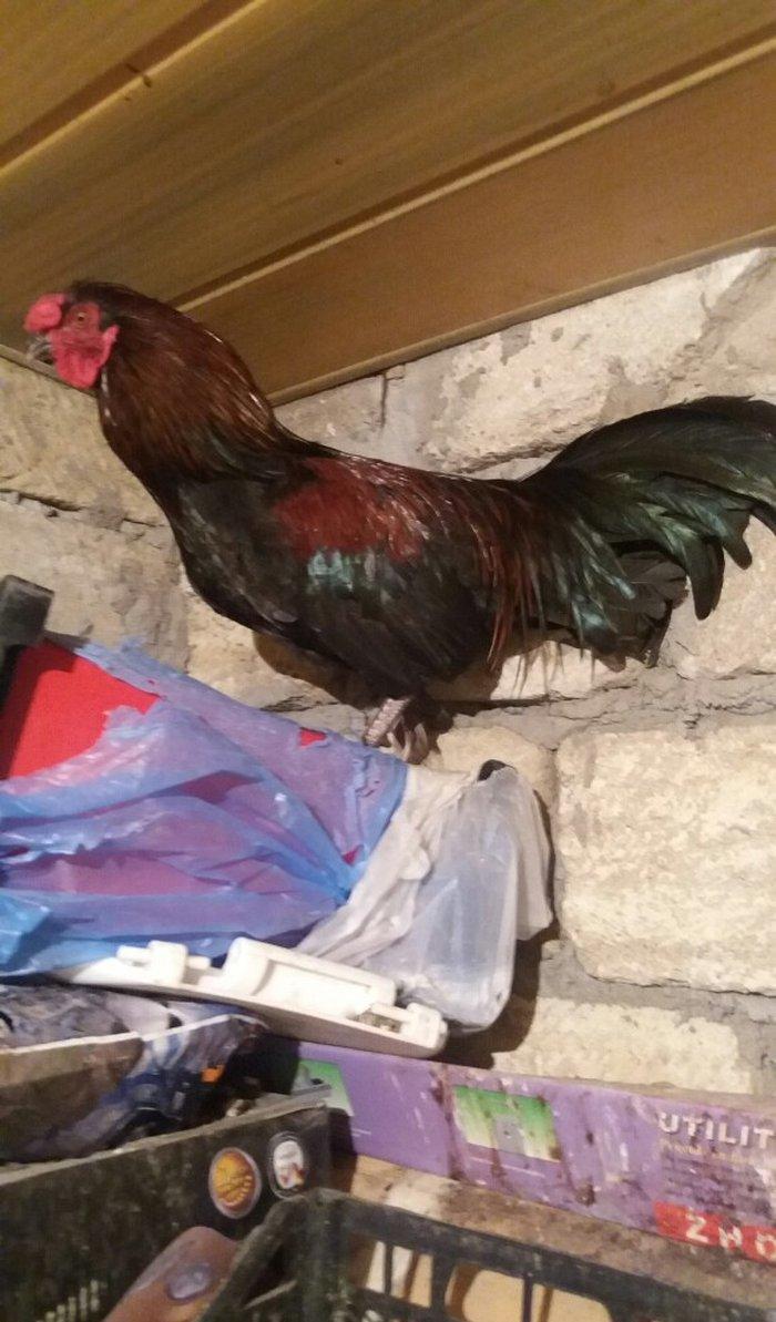 Sumatra sortudur  satıram ferenin biri yimurtlayır tam sağlamdır faran