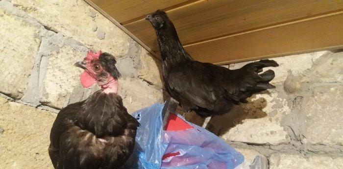 Sumatra sortudur  satıram ferenin biri yimurtlayır tam sağlamdır faran