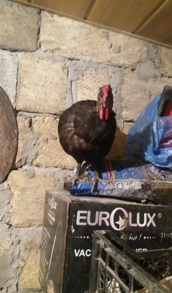 Sumatra sortudur  satıram ferenin biri yimurtlayır tam sağlamdır faran