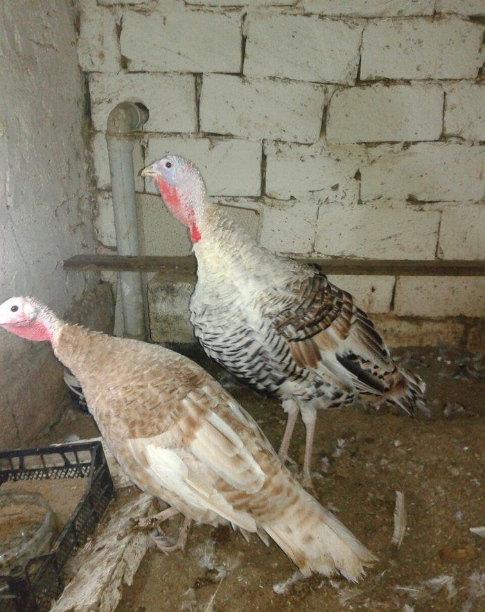 tecili hinduska satilir qiymet sondur qurd dermani cuma iynesi cicek i