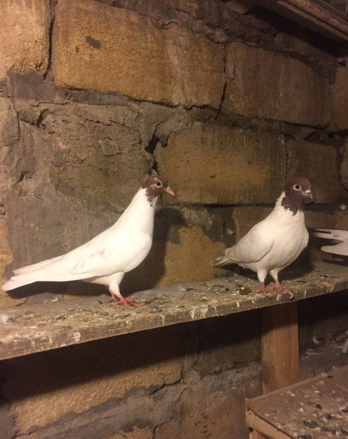 Satılır ve ya barter edilir, sağlam bala veren cütdü. Qiymeti sondu.