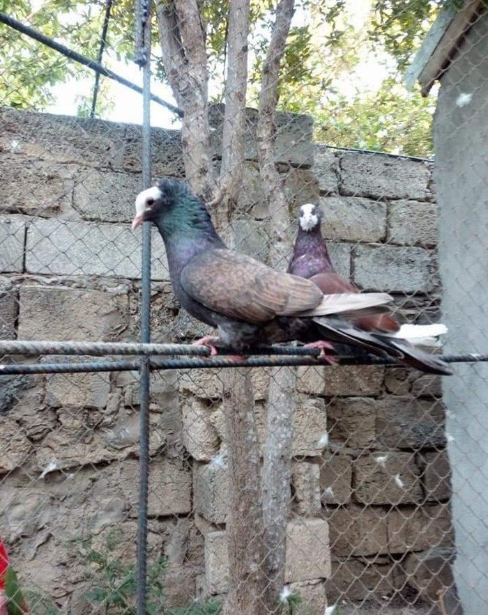 Ikiside mayadi ikisinnende bala almisam ag bas 30 manat hunkari 35 man