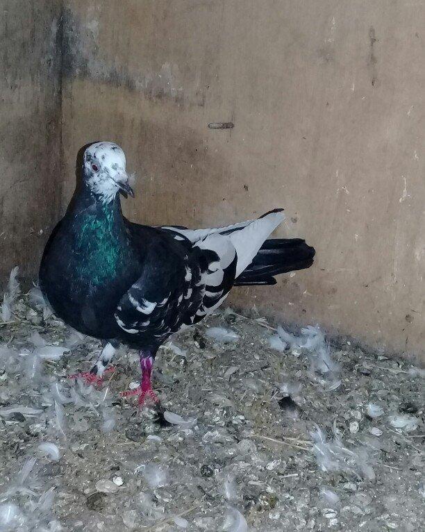 Salam cil baş satılır. Mayadı cavandı. Cütə hazırdı, heç bir prablemi