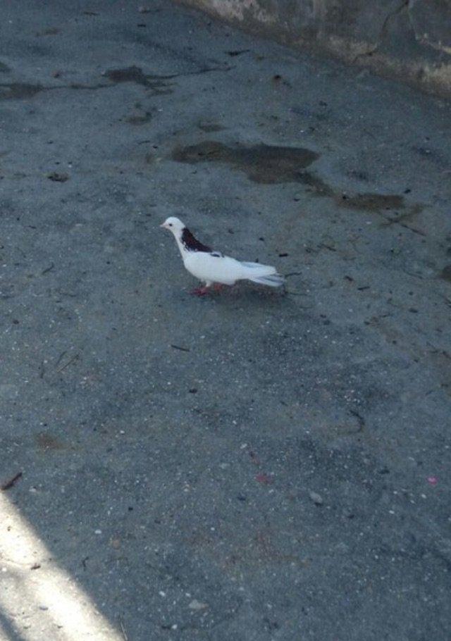 Cox uzun nazik 17 tuk erkey tam saglamdi wasap var yalniz ciddi wexsle