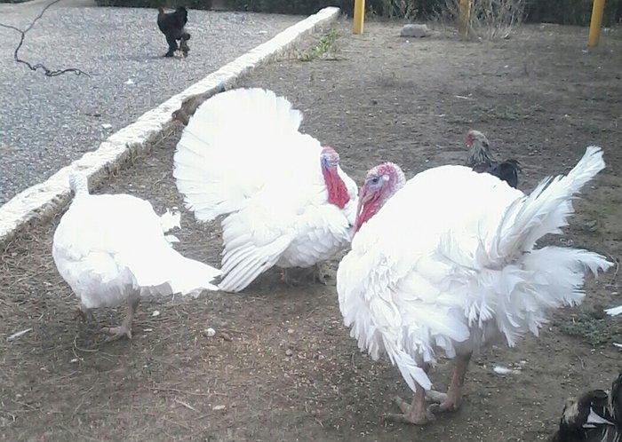 BIQ -6 hinduskalari 1yasinda.ela sort .15-18 kq agurliginda.