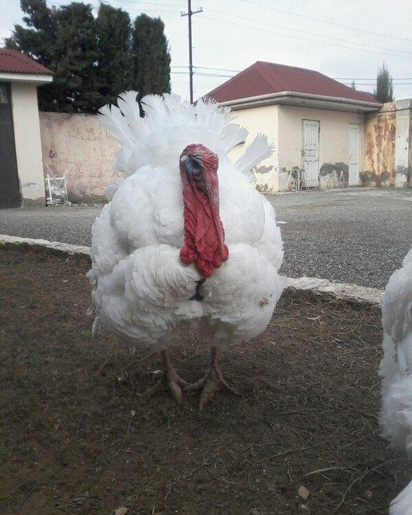 BIQ -6 hinduskalari 1yasinda.ela sort .15-18 kq agurliginda.