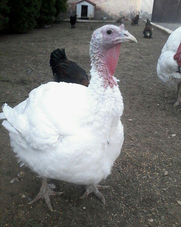 BIQ -6 hinduskalari 1yasinda.ela sort .15-18 kq agurliginda.