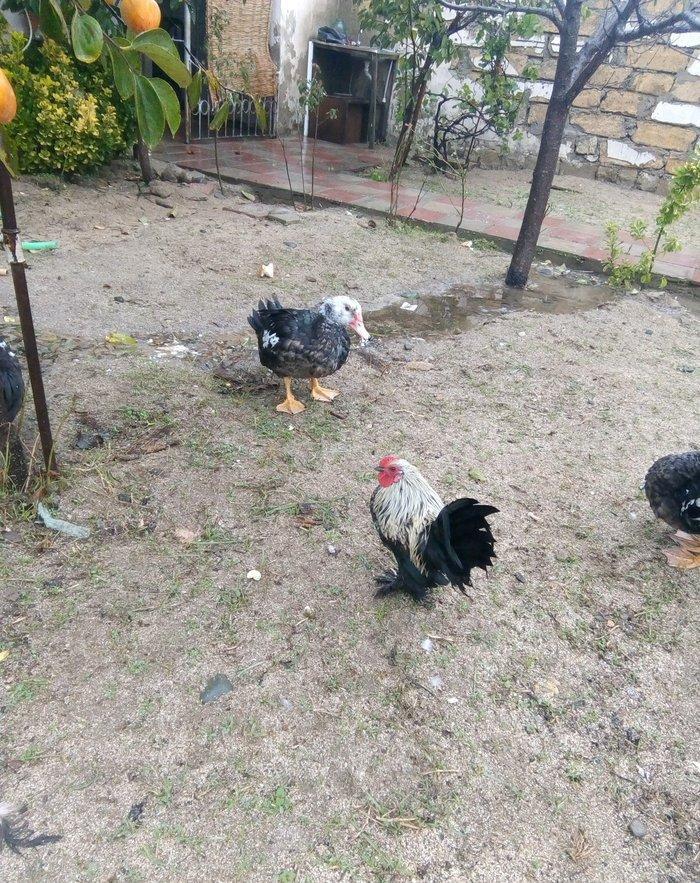 temiz sort yaponka xoruz toyuq satiram  fere yumurtlayir.15dene 1hefte