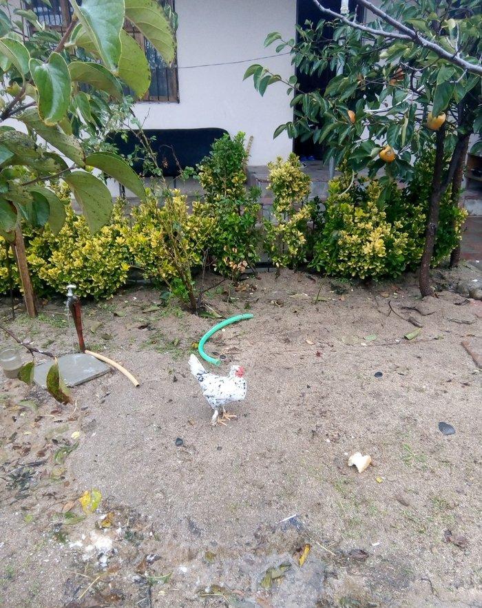 temiz sort yaponka xoruz toyuq satiram  fere yumurtlayir.15dene 1hefte