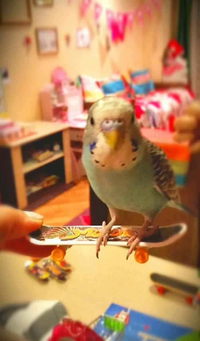 Скейтборды для попугайчиков
Маленький 3 азн 
Большой 10 азн