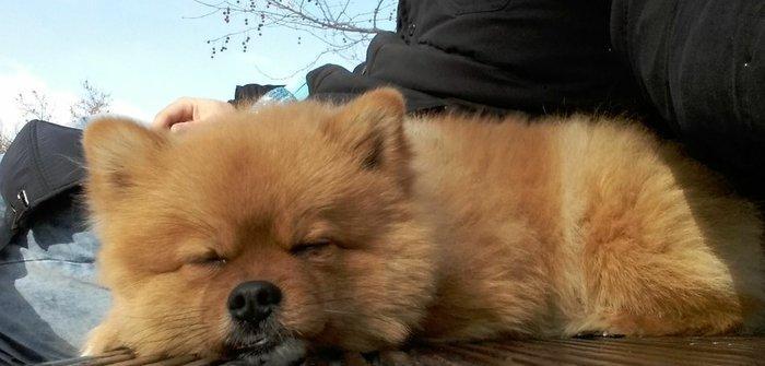 şpits erkekdi. 2.5 yaşi var cox aqilli insanla oynamaqi en cox uşaqlar