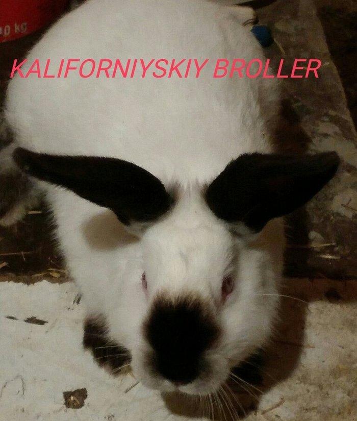 Mini Ferma ...Kaliforniyskiy broller sort dovshan balalari satìlir