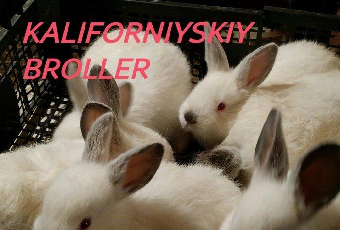 Mini Ferma ...Kaliforniyskiy broller sort dovshan balalari satìlir