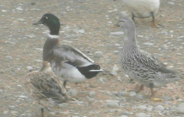 nadir rengde cöl ördeyi gümüşü reng jütlüyü bir jüt galdi real alijila