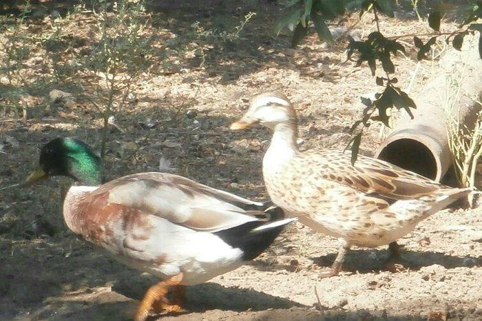 nadir rengde cöl ördeyi gümüşü reng jütlüyü bir jüt galdi real alijila