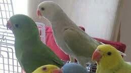 Hazir jüt ojerelovuy popugay satilir her rengde bala verir real erkeyi