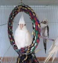 4 aylig popugay albinos korella tekdi erkeydi real alijilar zeng vursu