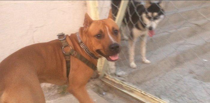 Bu gozele ozu kimi diwi pidbul axtariram cute vurmaga kimde varsa yazs