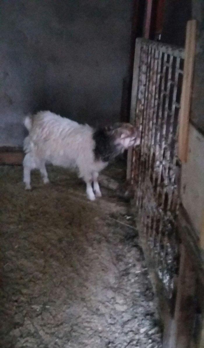 1erkek 2ksi disi anasl teze yerlidi.raslya sortudu.3cunu 300az.son qiy