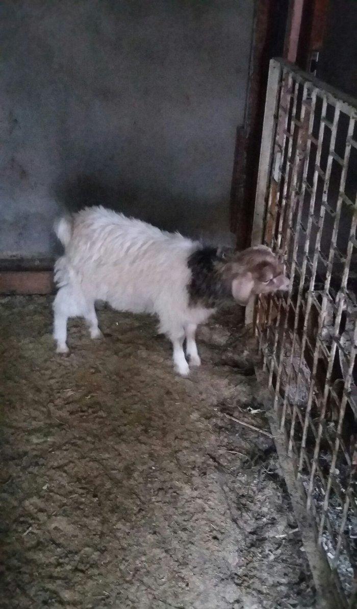 1erkek 2ksi disi anasl teze yerlidi.raslya sortudu.3cunu 300az.son qiy