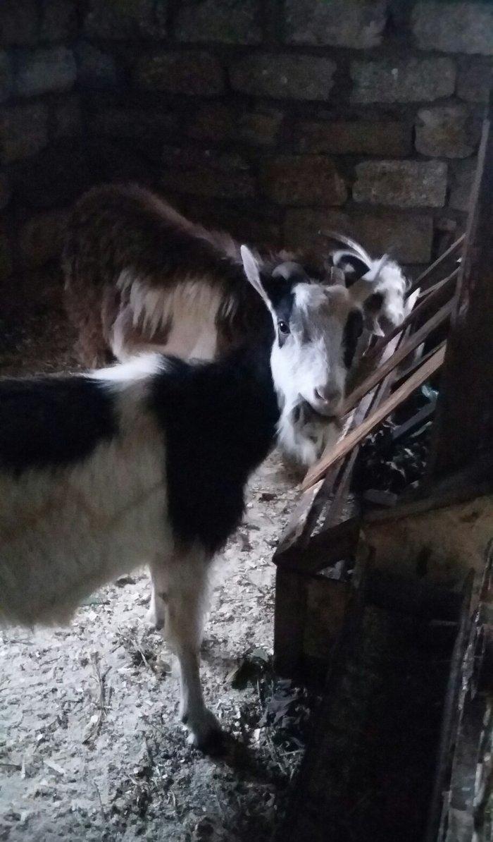 1erkek 2ksi disi anasl teze yerlidi.raslya sortudu.3cunu 300az.son qiy