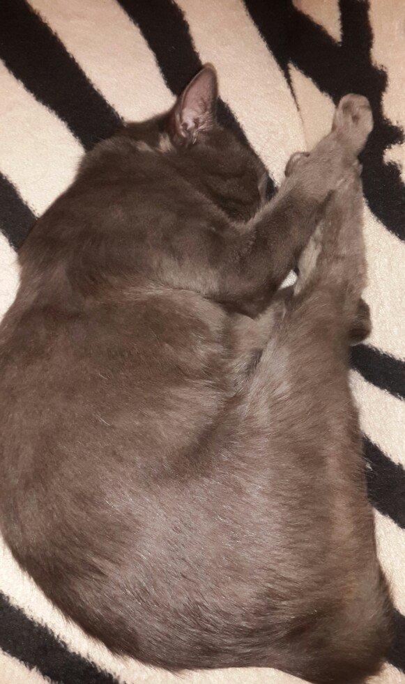 korat cinsi ,şotland pisiyide deyilir 11 ayliq erkekdi her ay baytar h