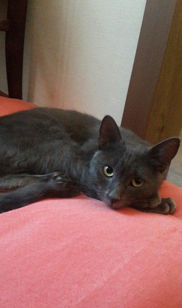 korat cinsi ,şotland pisiyide deyilir 11 ayliq erkekdi her ay baytar h