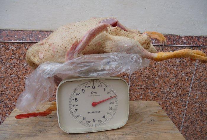 Temiz kuban sortu ordekler. 12 eded,unvan ;bine qes