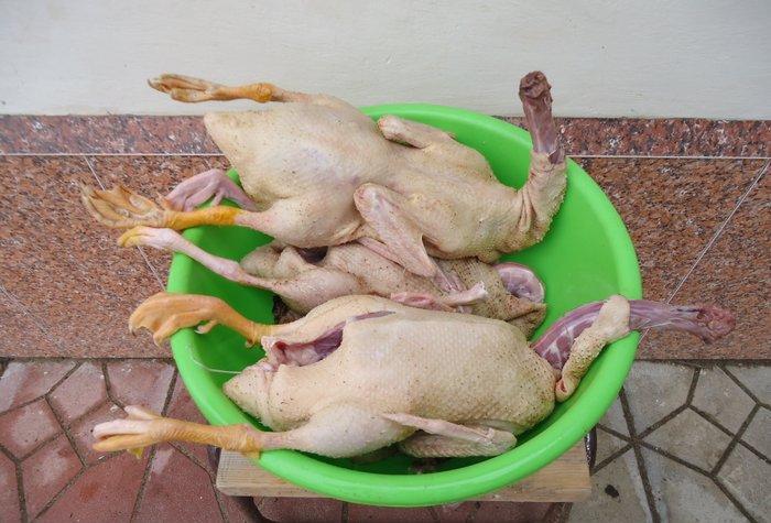 Temiz kuban sortu ordekler. 12 eded,unvan ;bine qes