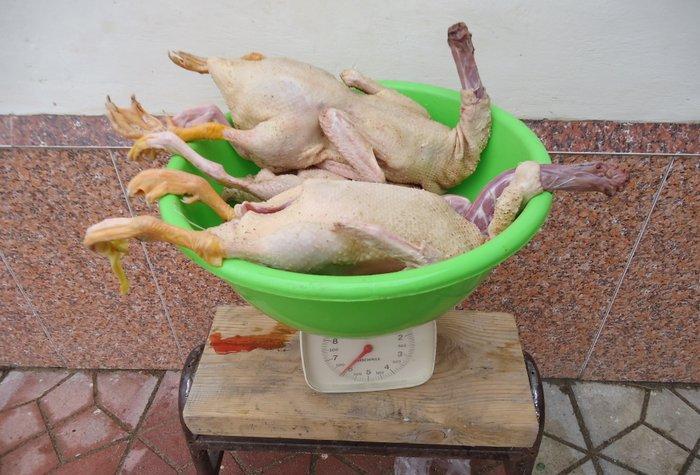 Temiz kuban sortu ordekler. 12 eded,unvan ;bine qes