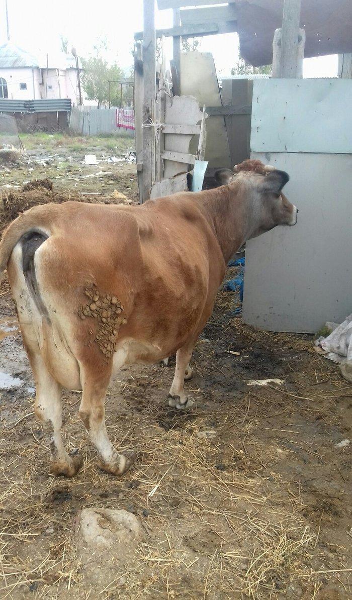 Bogazdi qapi malidi sakit heyvandi 9 litr sud verir doganda 12 litr ba