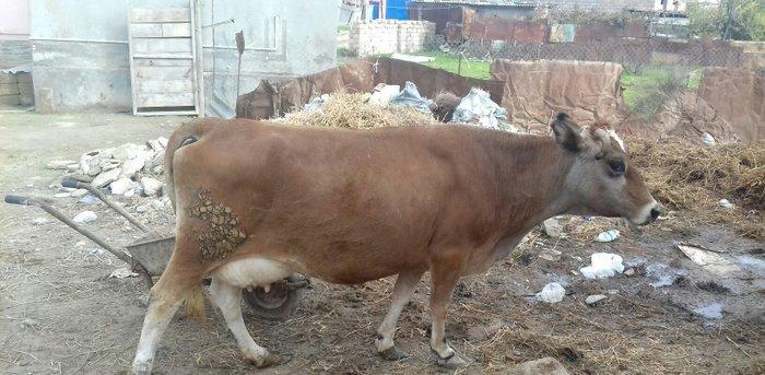 Bogazdi qapi malidi sakit heyvandi 9 litr sud verir doganda 12 litr ba