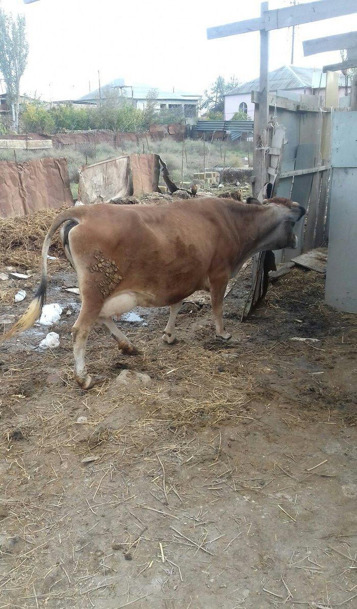 Bogazdi qapi malidi sakit heyvandi 9 litr sud verir doganda 12 litr ba