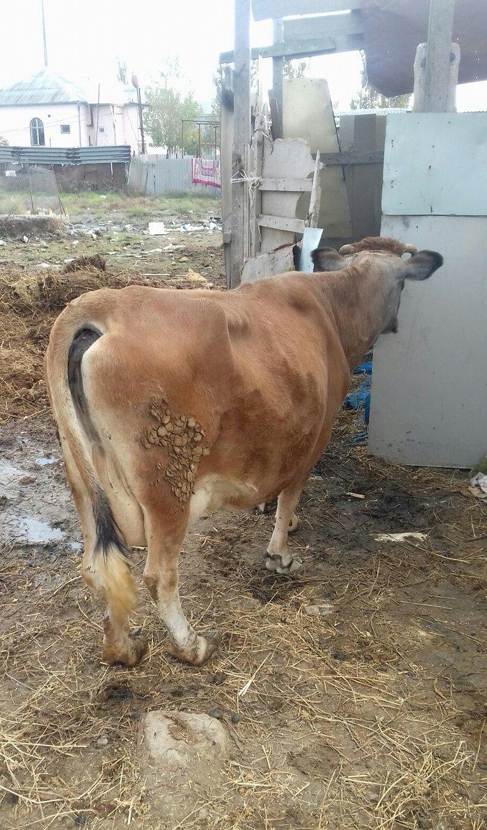 Bogazdi qapi malidi sakit heyvandi 9 litr sud verir doganda 12 litr ba