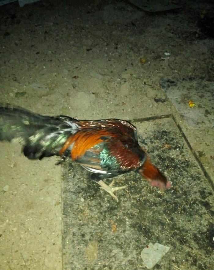 Heyrati 40 azn saglam brama temiz qan saglam 15 azn ucuz satiram