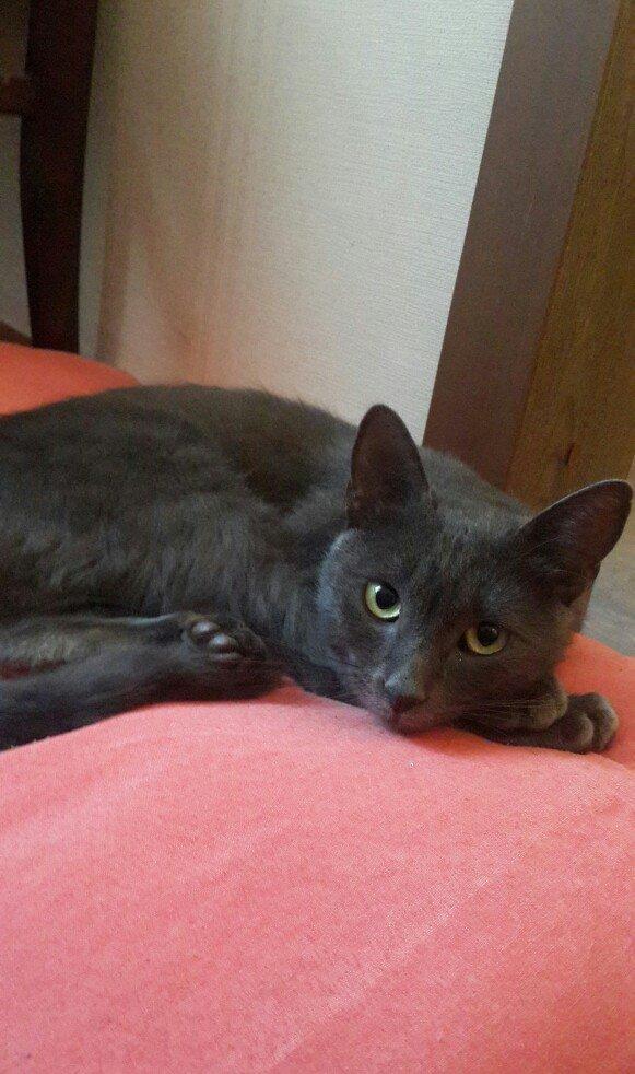 Korat cinsi ,şotland pisiyide deyilir 11 ayliq erkekdi her ay baytar h